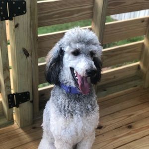 Meet your Posher, Ashley